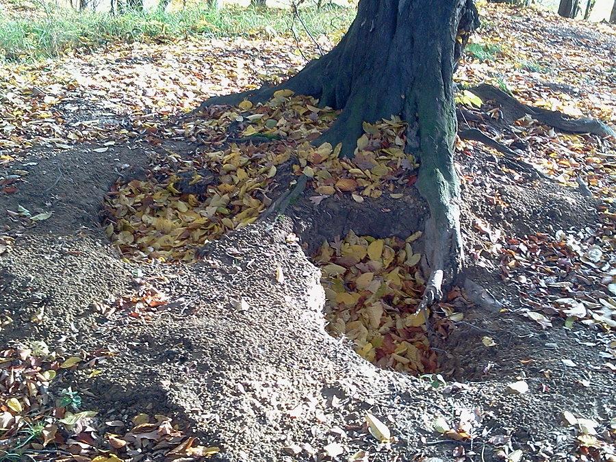 Detrichovice6