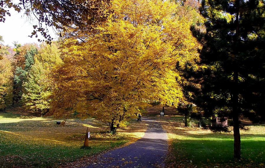 Šilheřovice, park pałacowy
