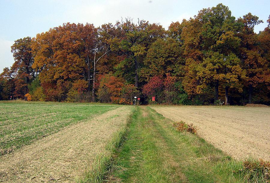 Zamczysko, Rezerwat Przyrody