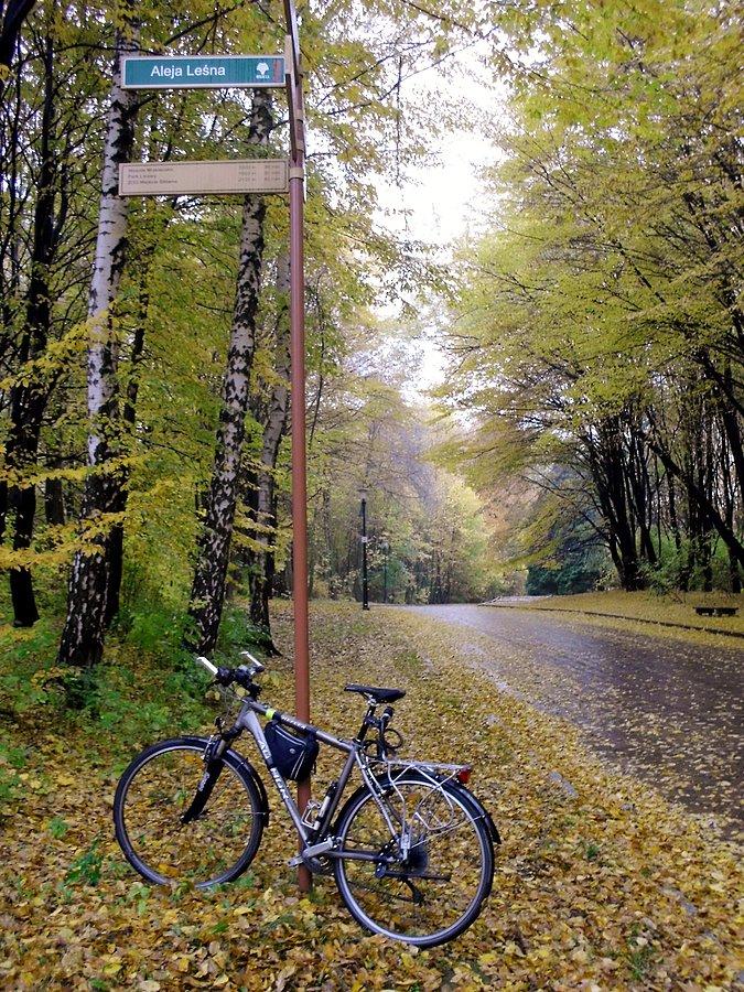 Deszczowo, liściasto, październikowo, ale równocześnie pięknie, kolorowo, złociście - Park Śląski