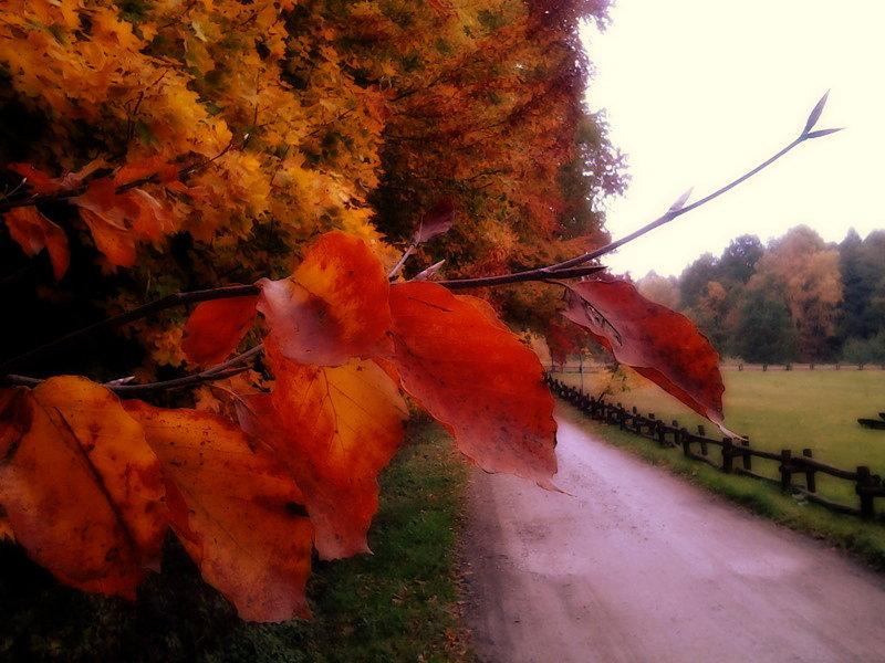 Jesień w lesie