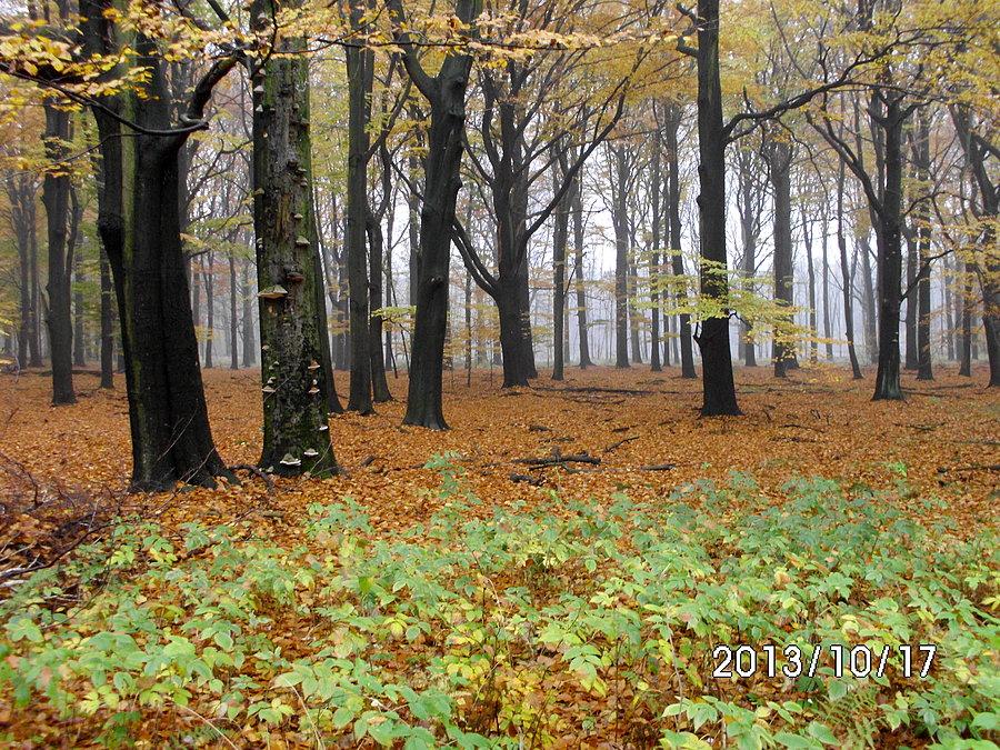 Chorzów - zespół przyrodniczo-krajobrazowy "Uroczysko Buczyna" – no proszę, jakie piękne miejsca mamy w Chorzowie