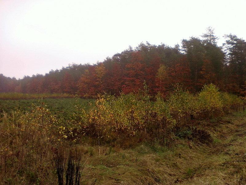 Młodnik