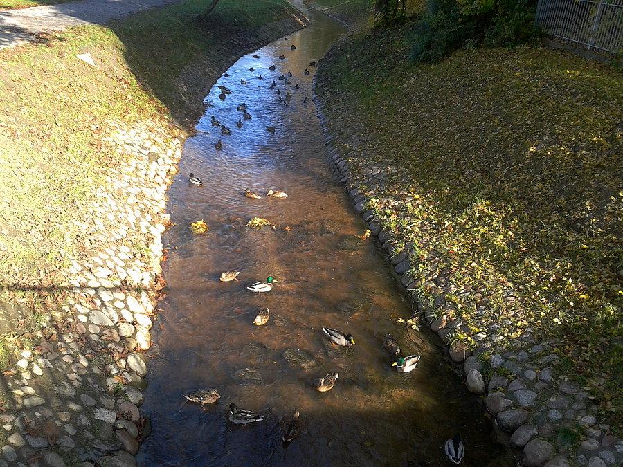 Kumiela płynąca rzeczka przez park Traugutta