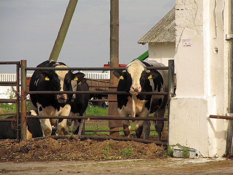 Buhaje się patrzyły