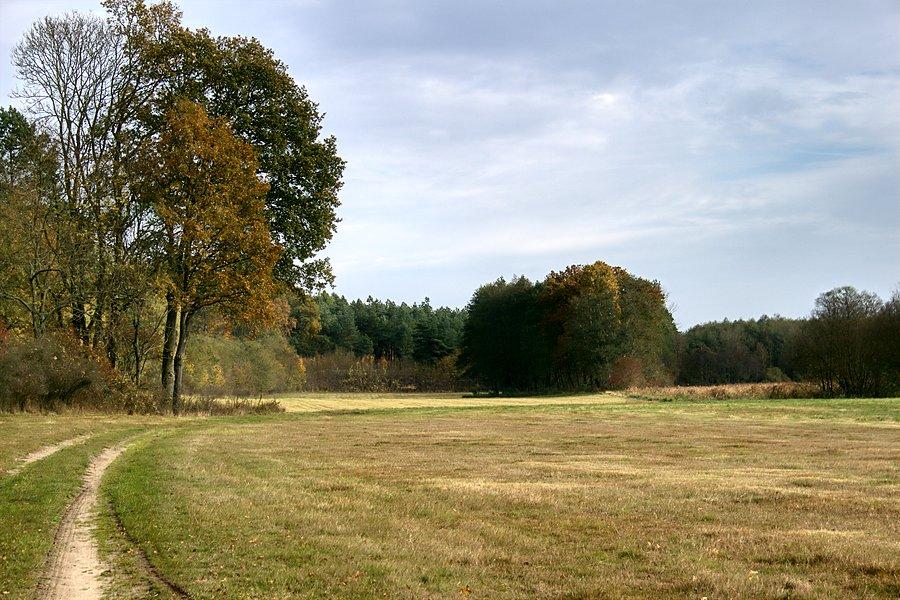 Wzdłuż lasu do drogi 160