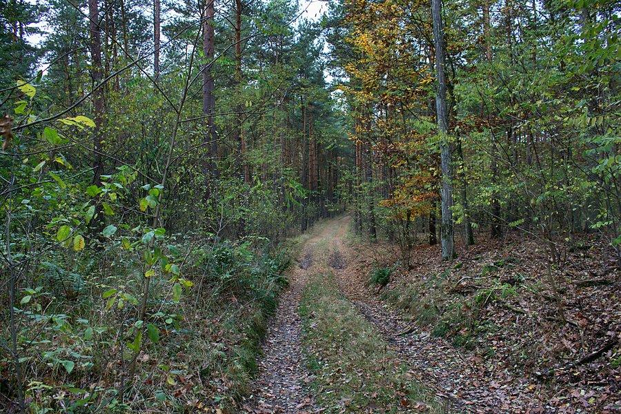 Droga przez las w kierunku Bralęcina