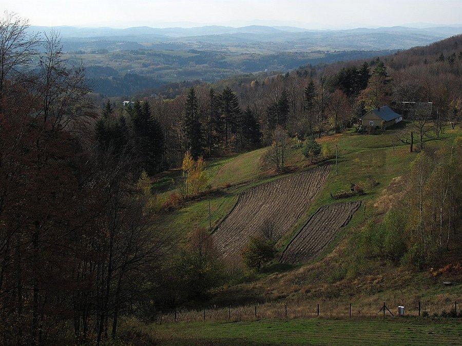 Widoczek w prawo