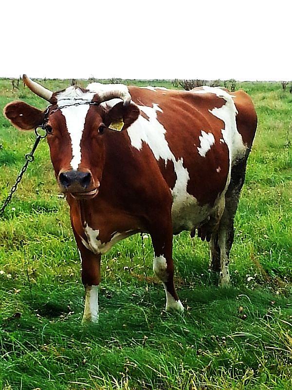 Krowa