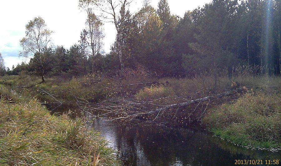 Efekt pracy bobrów, łąki nad Liswartą, Łebki