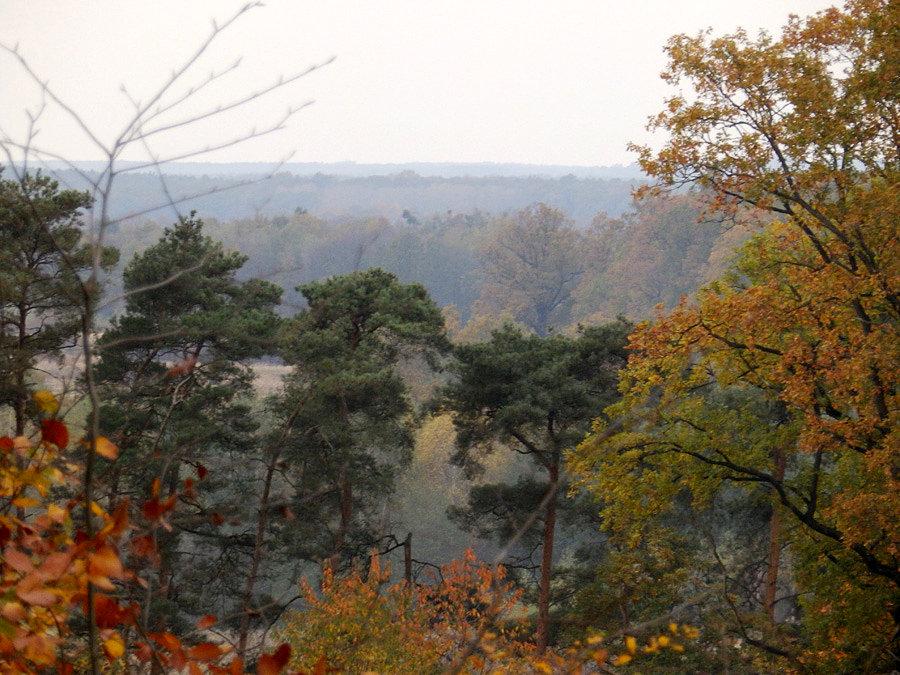 Widok z lasu mrozowskiego