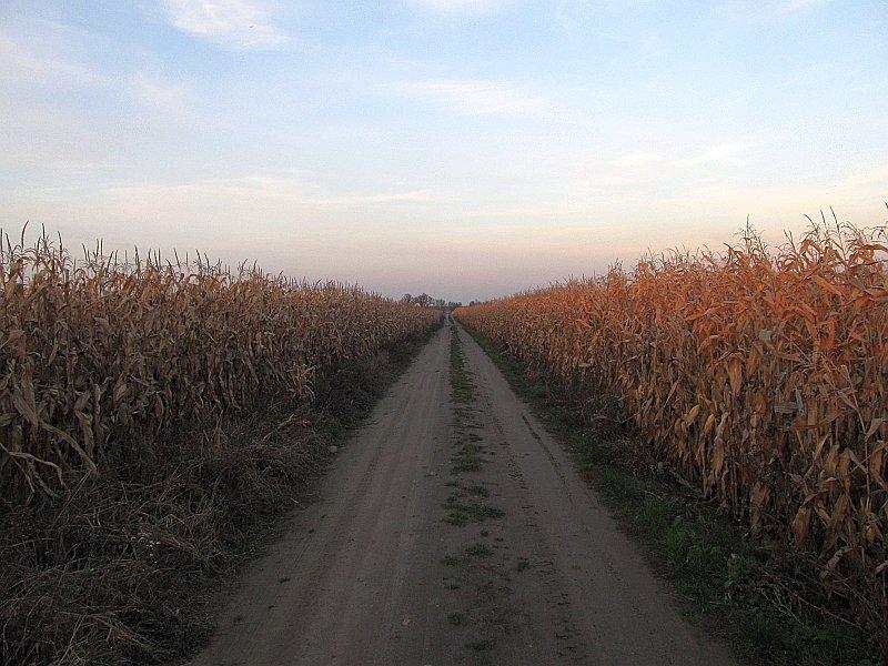 Między kukurydzą