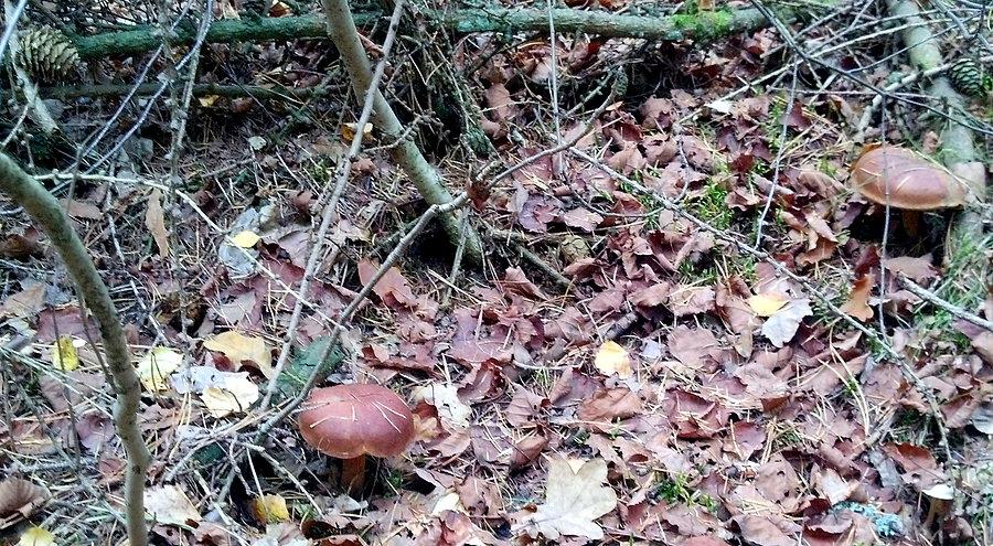 Widok z lasu pomiędzy Blankensee a Bismark