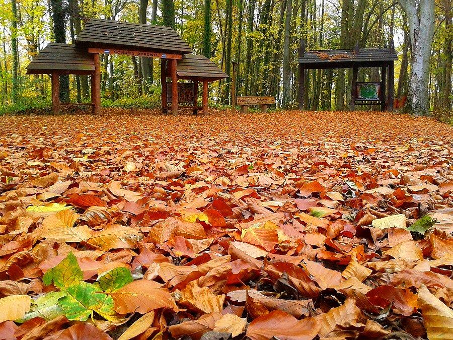 Park Leśny Zdroje