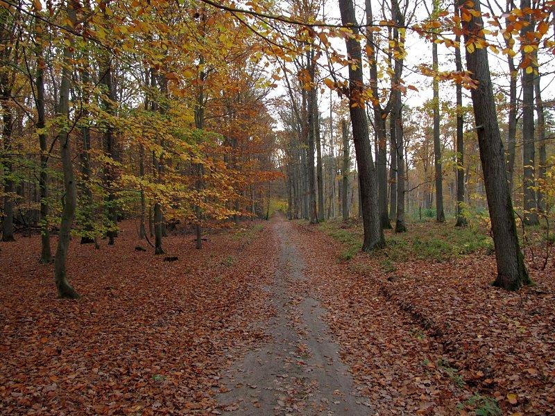Droga leśna Mielno - Pławno. W lesie jeszcze feria kolorów trwa nadal