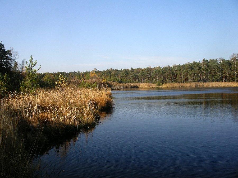 Otoczone moczarami i bagnem Jezioro w lesie