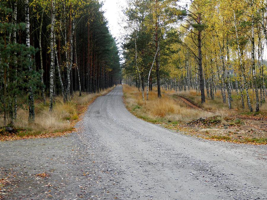 Leśna droga nr 27 przez Puszczę Wkrzańską do leśniczówki Turznica