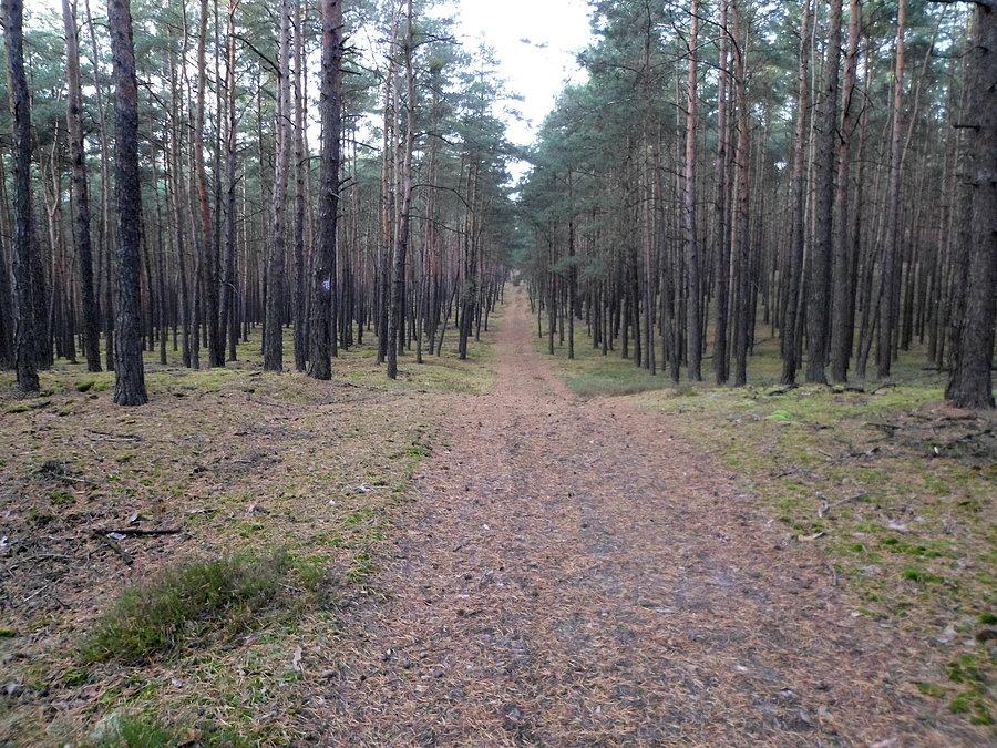 Ładny las