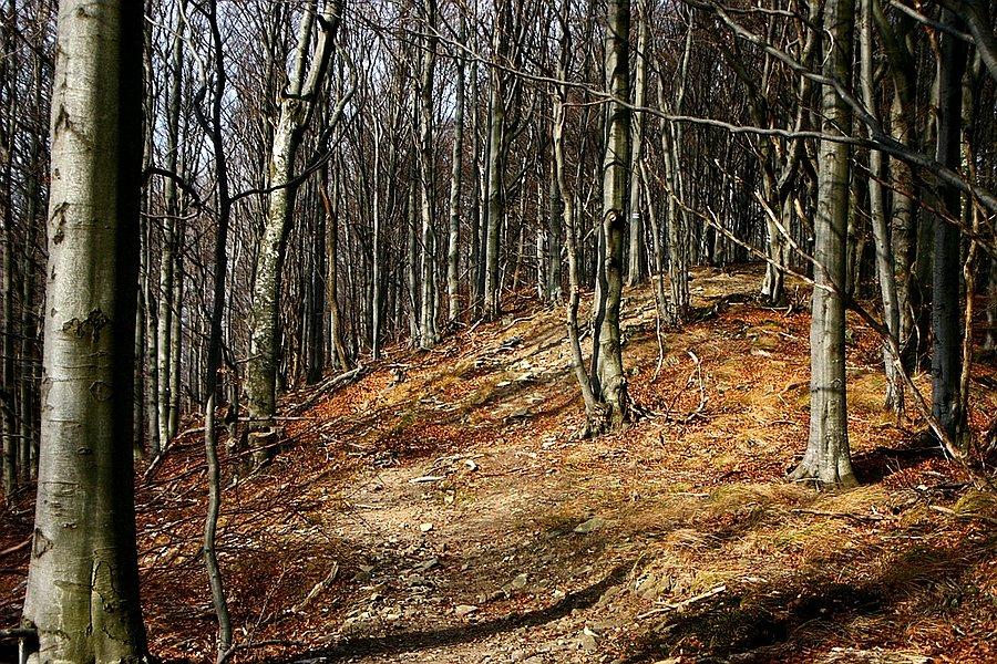 Okoliczności przyordy na Magurze Stuposiańskiej