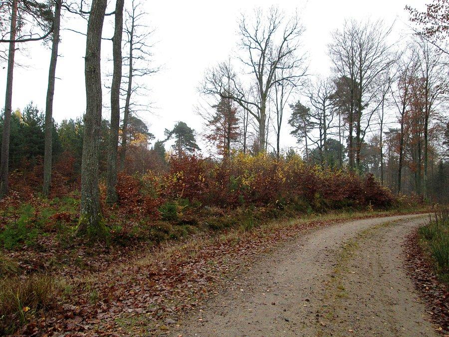 Rozgrzewka w lesie