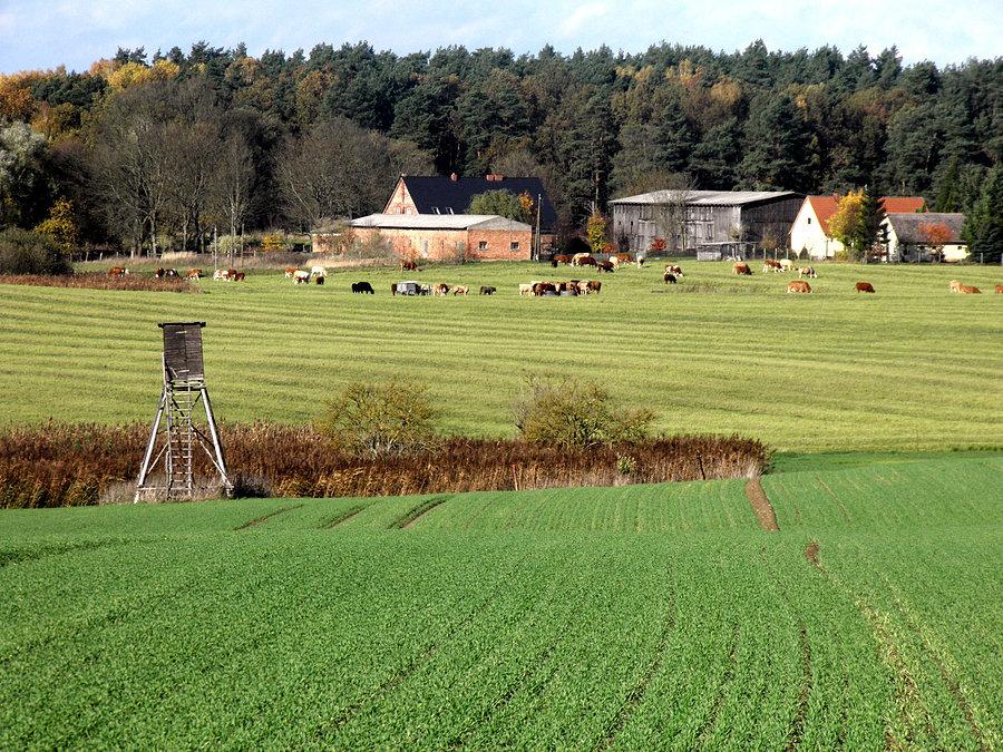 Na łąkach pod Plöwen 27-10-13 r