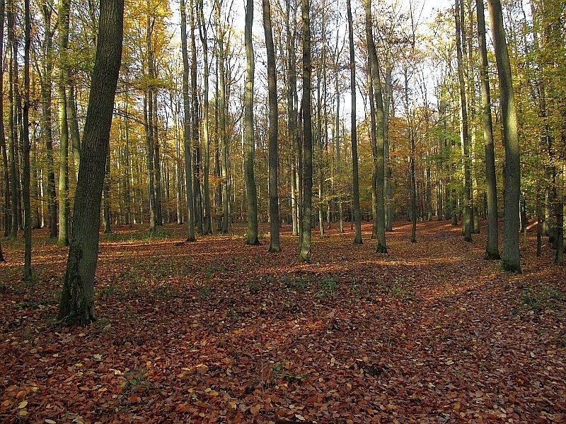 Puszcza Zielonka - Dębogóra