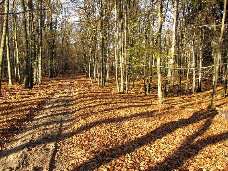 Puszcza Zielonka - Uroczysko Maruszka