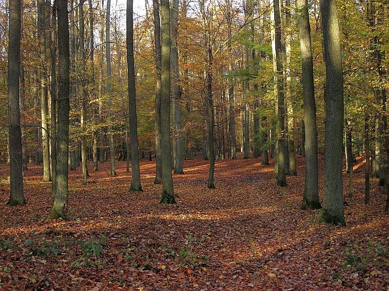 Puszcza Zielonka - las liściasty