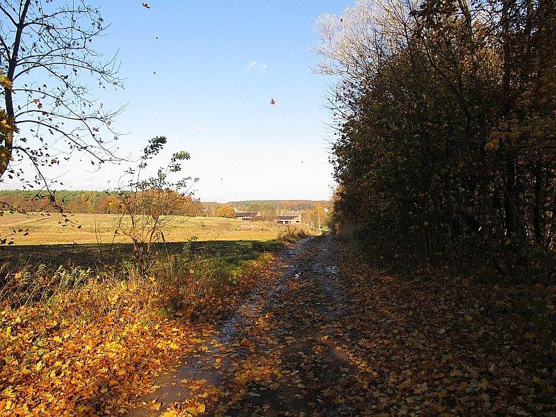 Puszcza Zielonka - Mielno