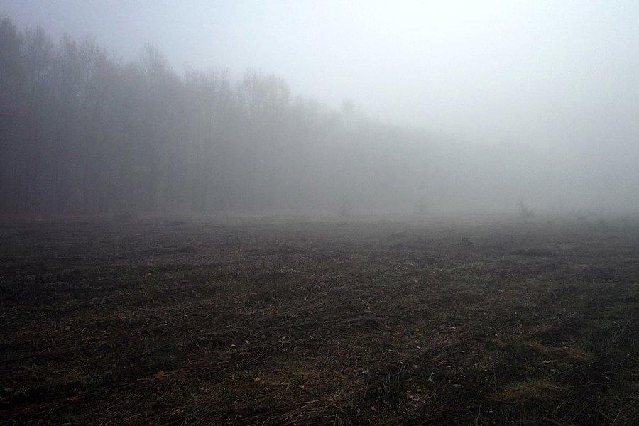 Puszcza we mgle
