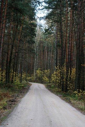 Jesiennym rowerowym szlakiem leśnym