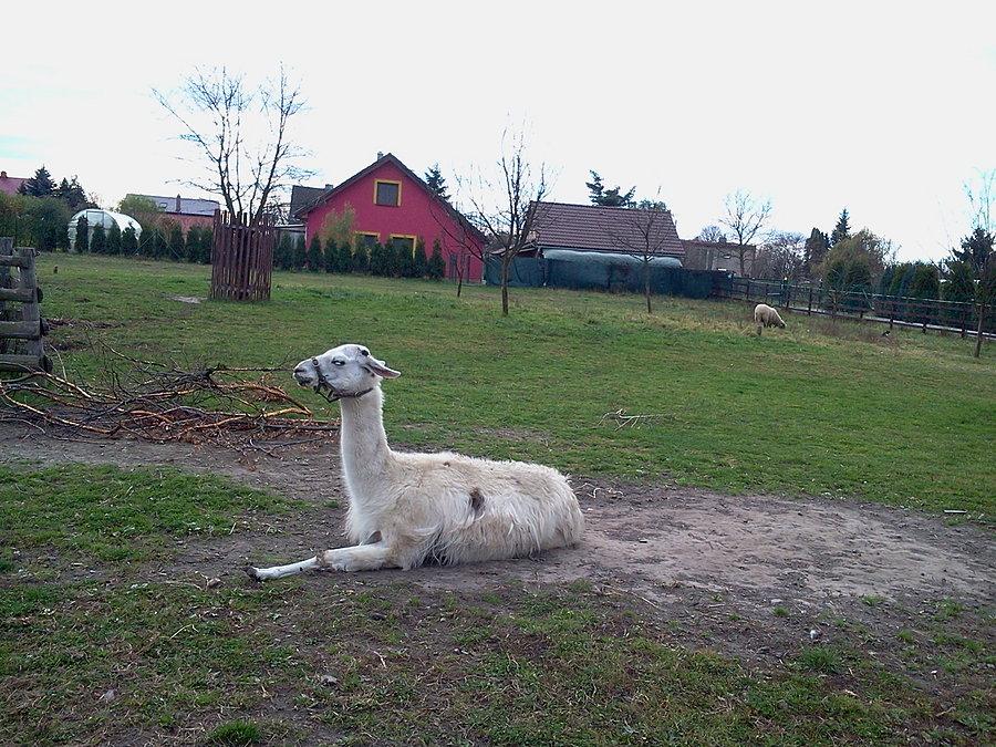 Lama w Rychvaldzie