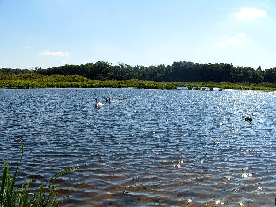 Jak w poprzednim opisie posiłki, jeden białasek ;) i trójeczka szaraków