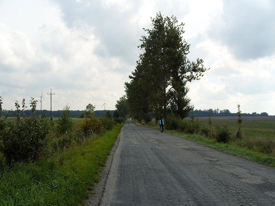 I kawałek prostej do buczynowego lasu