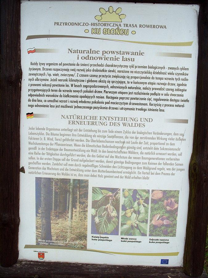 Naturalne powstanie i odnowienie lasu i tu też udało nam się odnaleźć tablicę