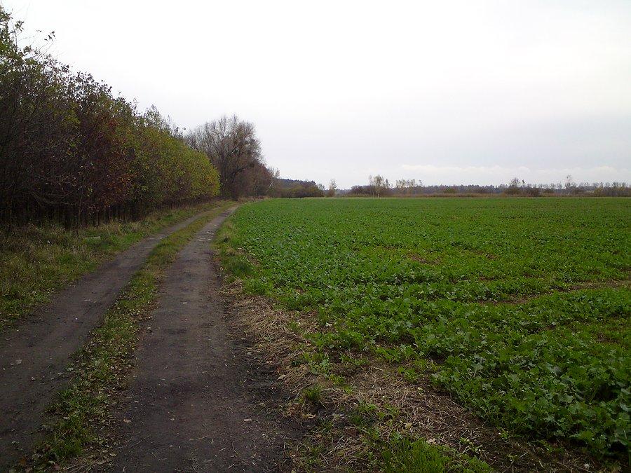 Wyspa Prędocin