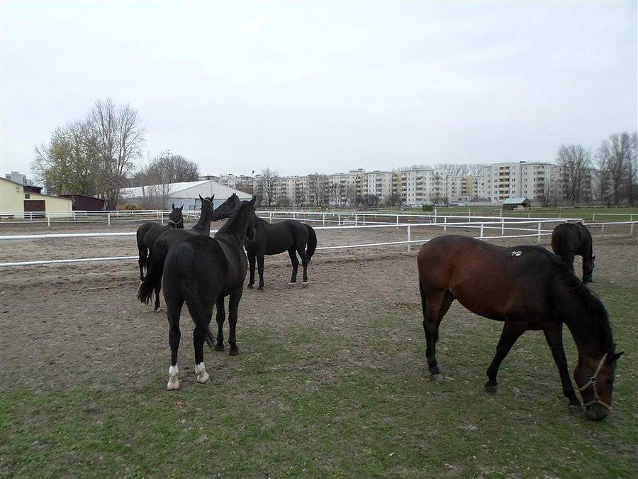 Stado jeszcze w komplecie