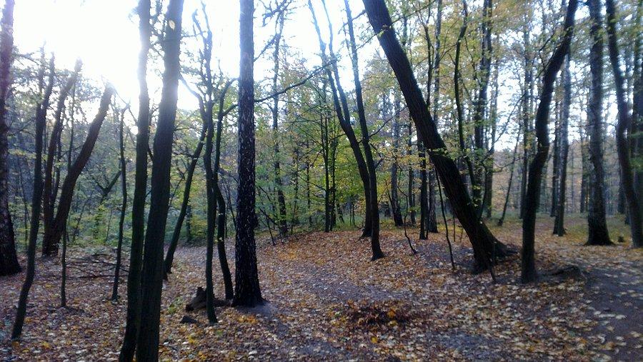 Na ziemi jesień, na drzewach wiosna