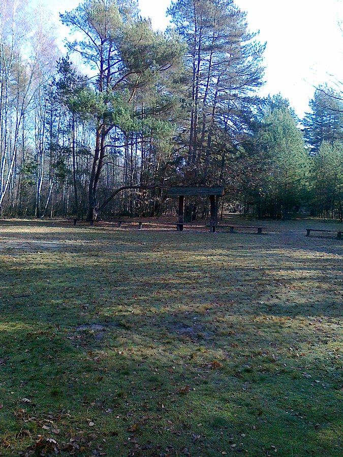 Polana w puszczy