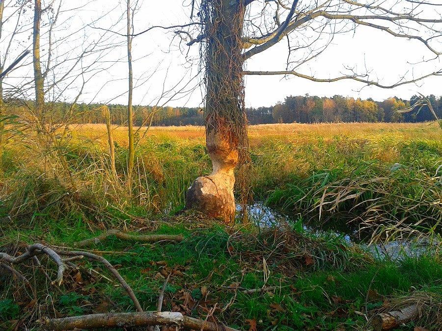 Ozaki pobytu bobrów
