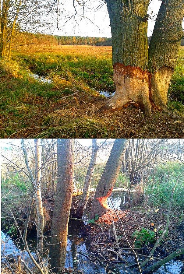 Bobrowe drzewa