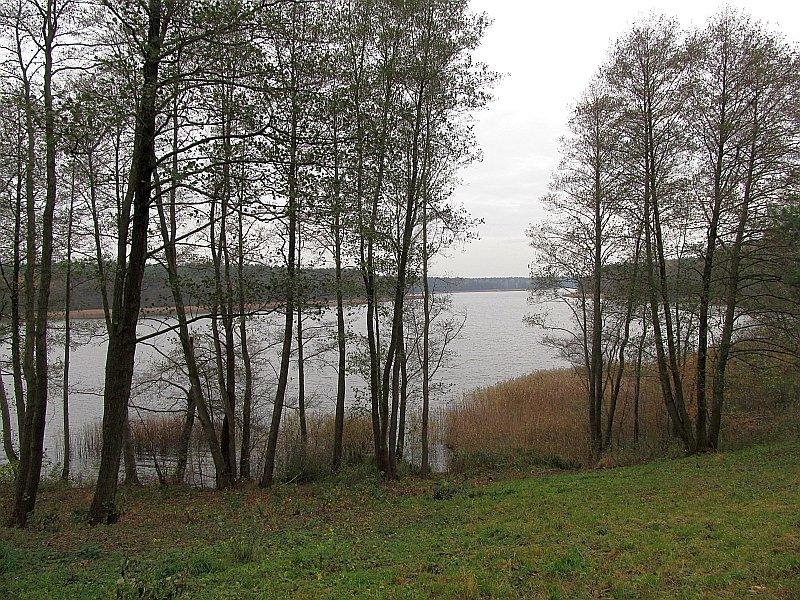 Jezioro Kołatkowskie - Olchy rosnące przy brzegu