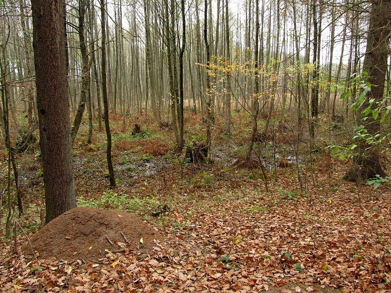 Tereny podmokłe w Tucznie