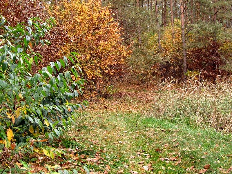 Fragment zielonego szlaku w Puszczy Zielonka jesienią