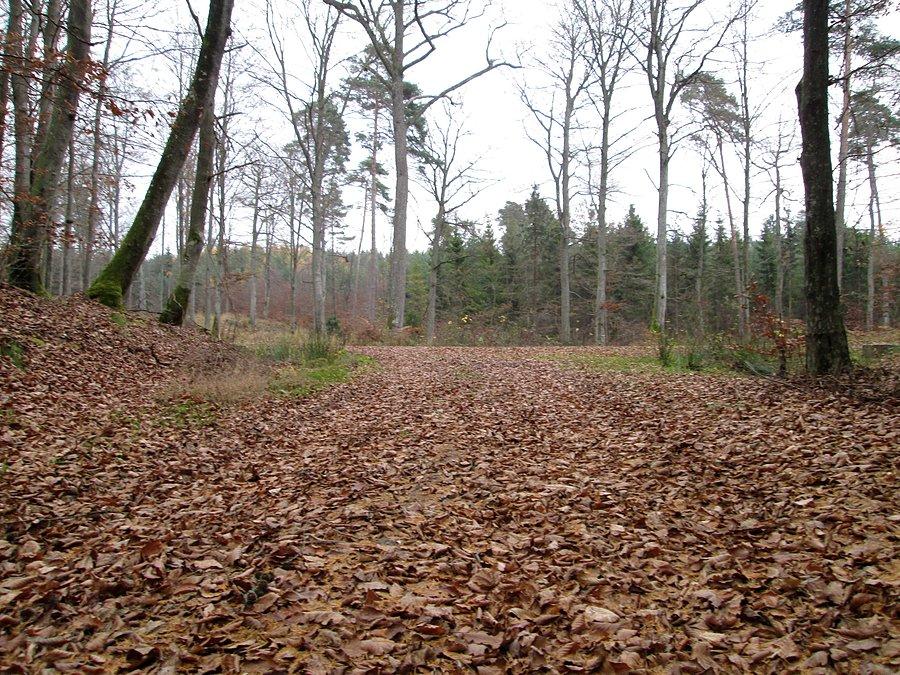 Leśna droga