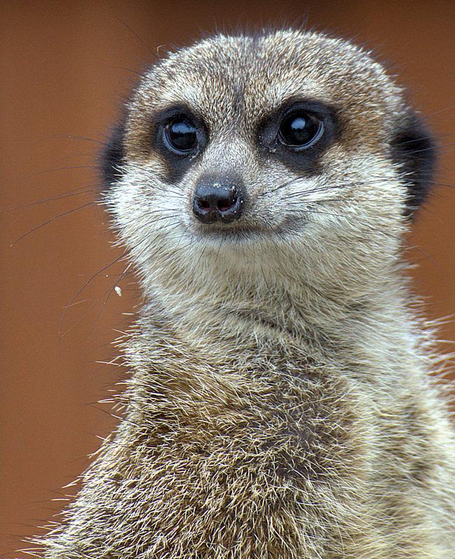 Wspomnienowo z wizyty w śląskim zoo