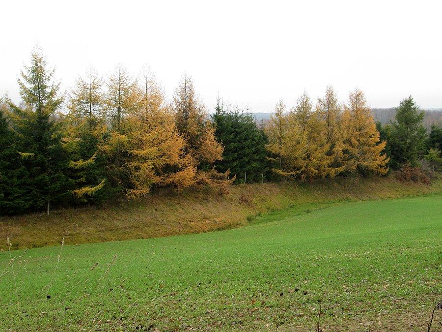 Modrzewie i świerki