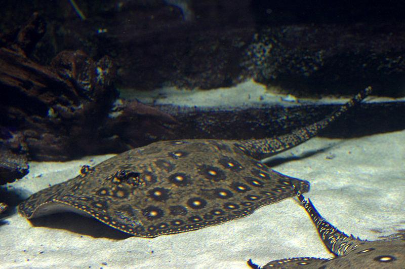 Wspomnieniowo z zoo