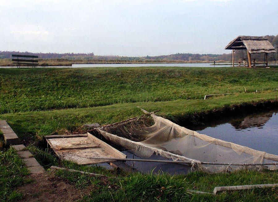 Stawy hodowlane, Cielętniki