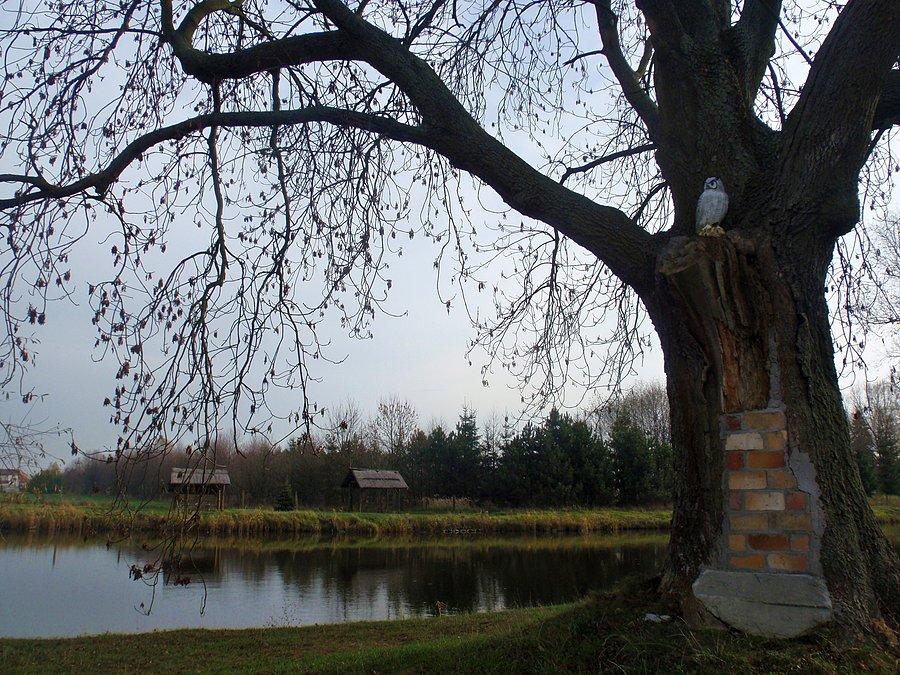 Wypchana sowa nad stawem
